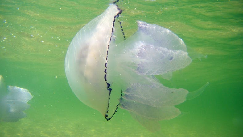 Barrel Jellyfish