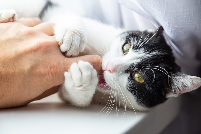 Cat, Biting, Finger, Teeth