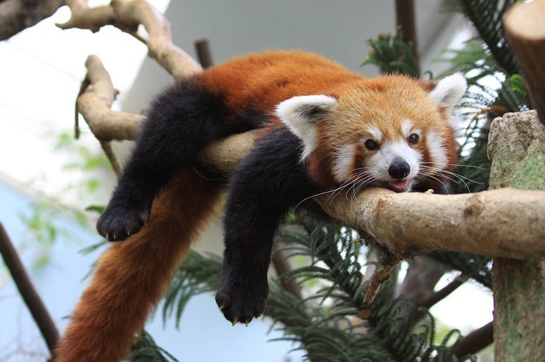 A red panda resting on a branch with tongue out