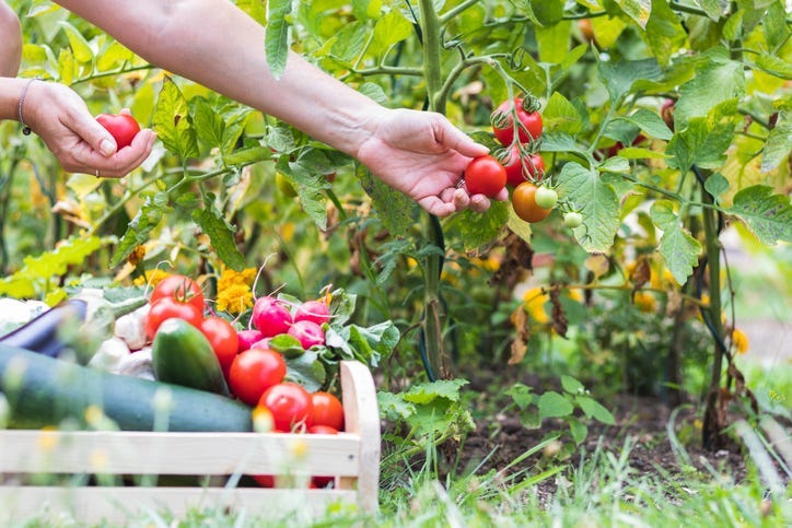 tomatoes