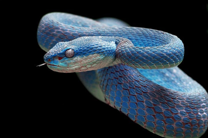 snake