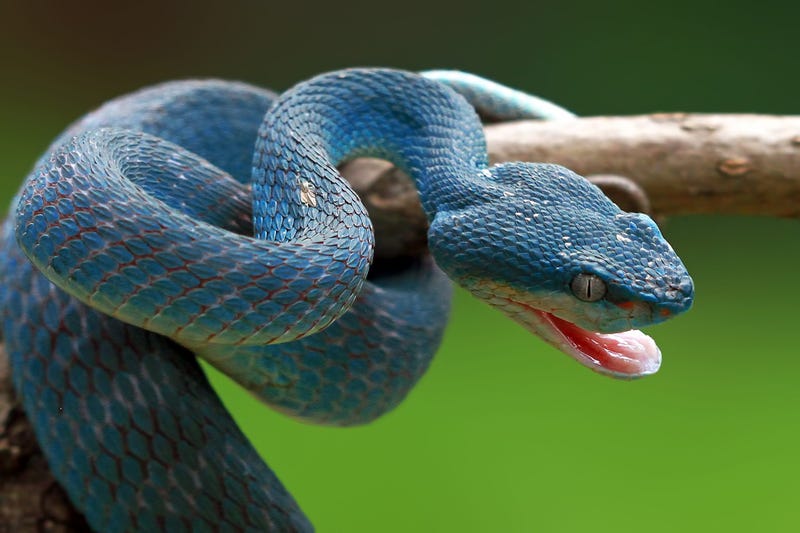 Snakes