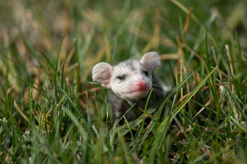 Cute Possum 3