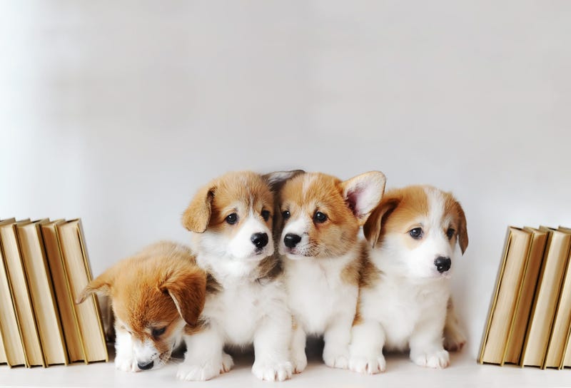 Puppy