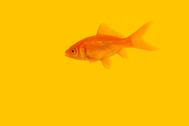 goldfish