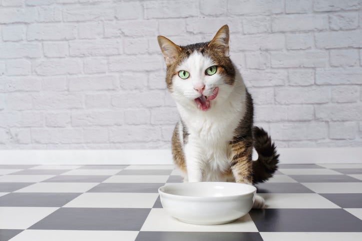 hungry kitty
