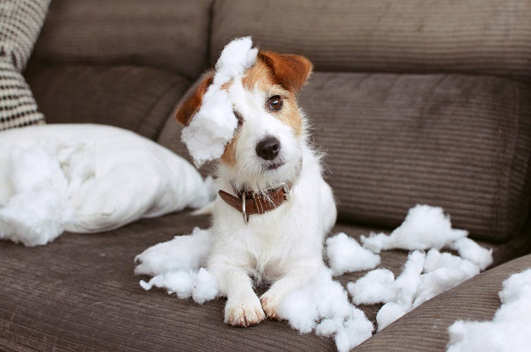 Dog covered in stuffing after eating pillow