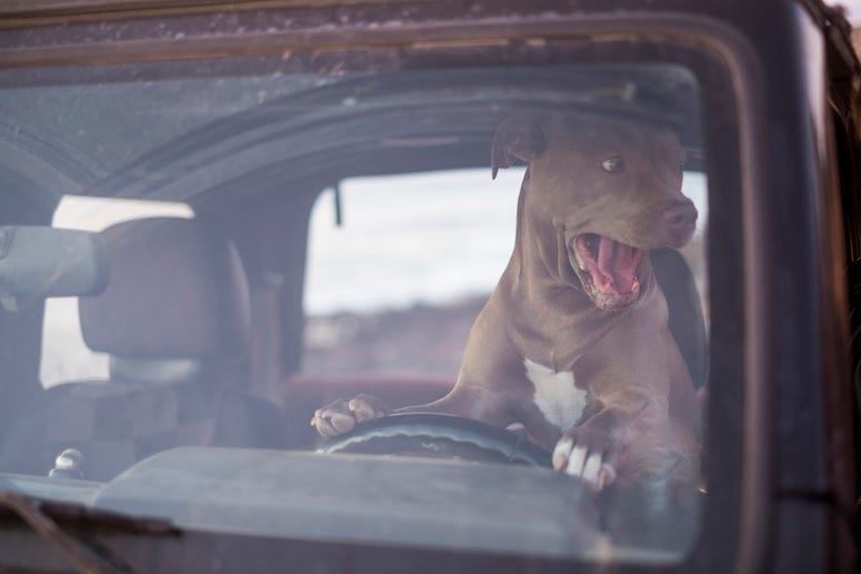 Dog, Driving, Car, Tongue