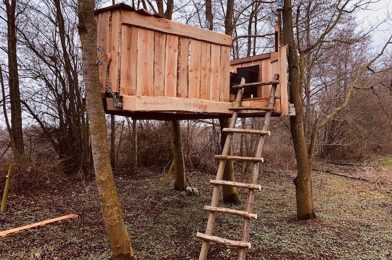 Treehouse, Wood, Tree, Lawn, Garden