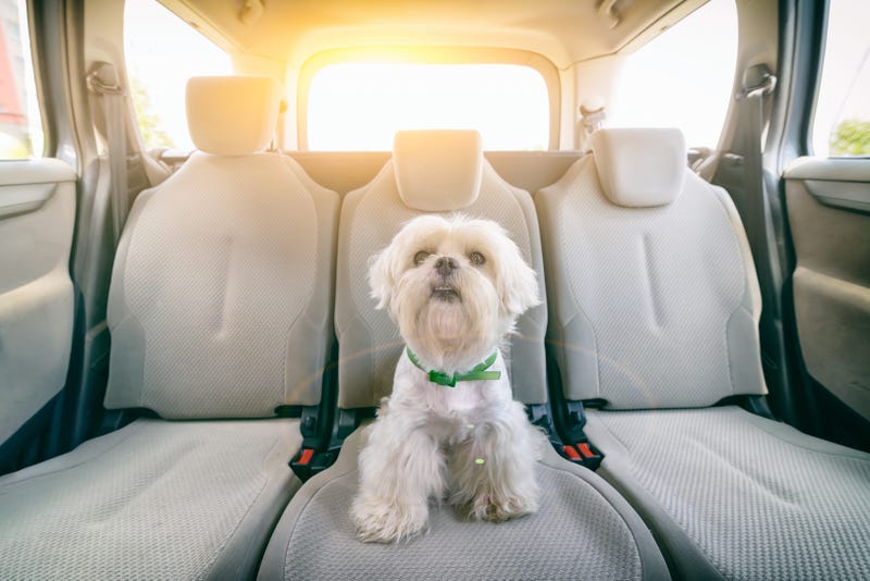 You can now bring your pets in an Uber.
