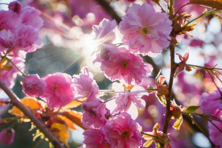 Spring