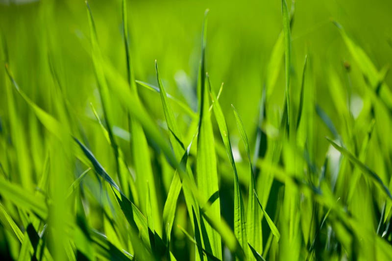grass lawn