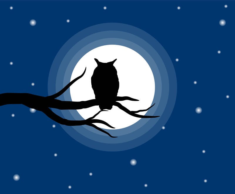 scary owl