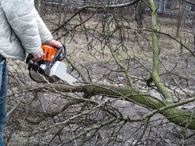 Tree Removal