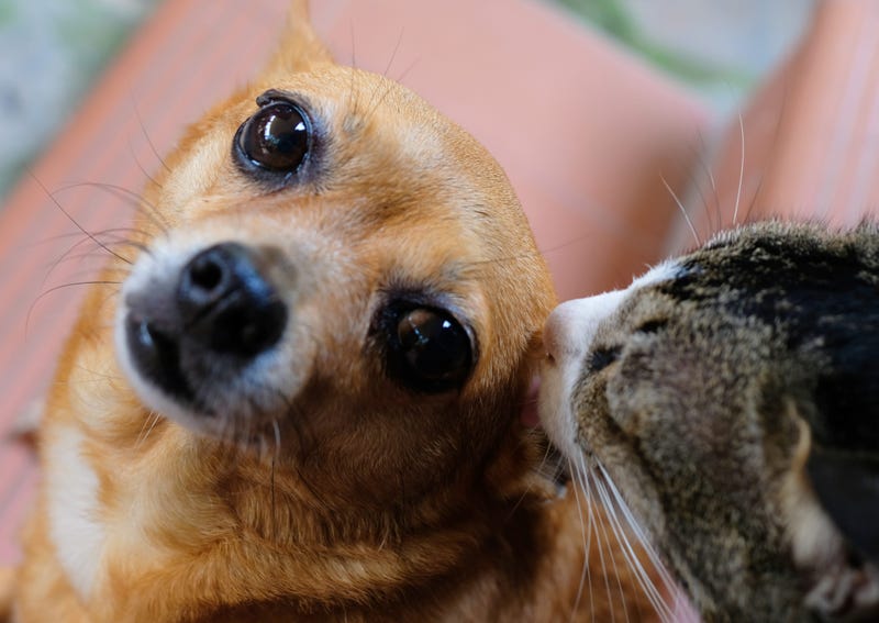 Dog and cat