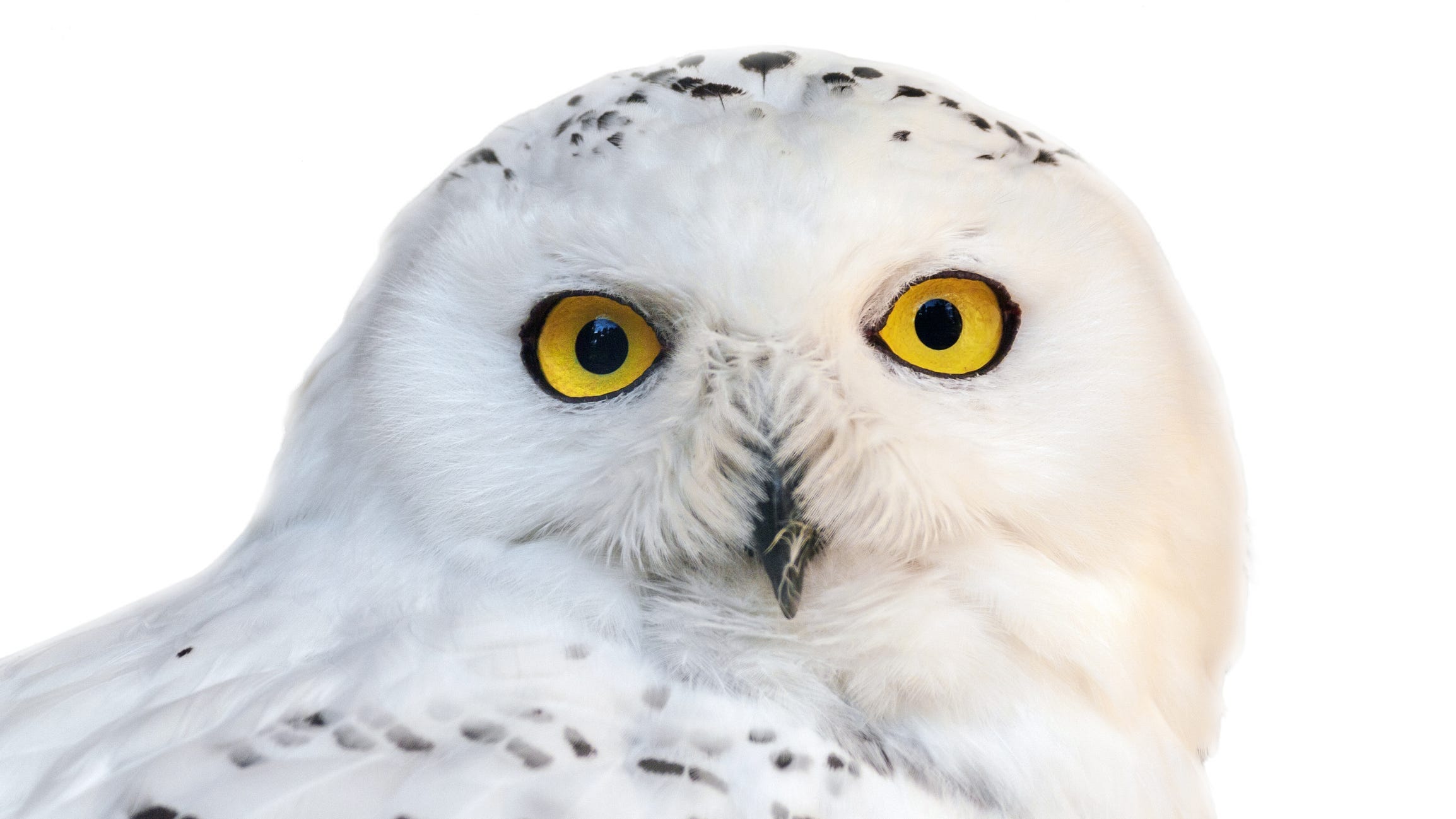 Snowy Owl Sightings On The Rise In Michigan