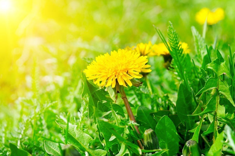 Dandelions Are Good For Us and The Earth