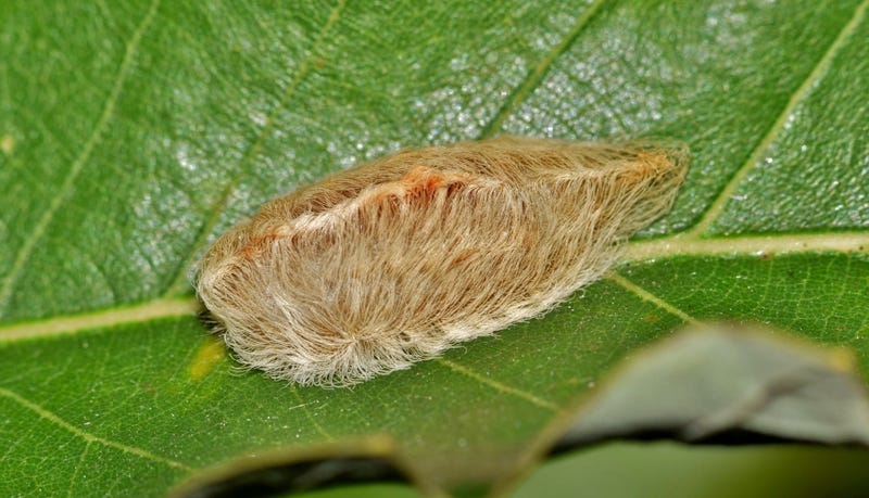 Puss Caterpillar