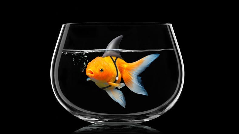 Goldfish