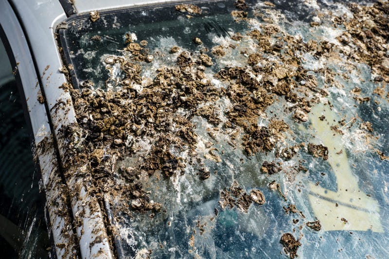 Car With Poop