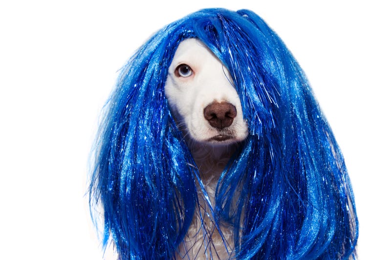 DOG CARNIVAL OR NEW YEAR COSTUME. TERRIER WEARING A BLUE WIG DISGUISE PARTY. ISOLATED ON WHITE BACKGROUND.