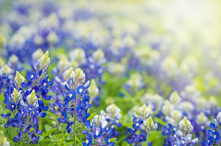 Bluebonnets, Pasture, Field, Texas Bluebonnets