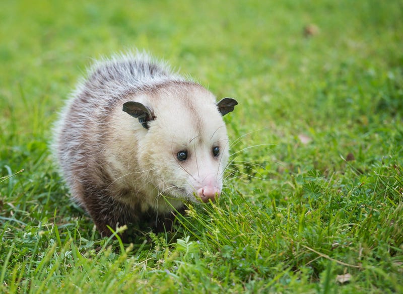 Cute Possum 12