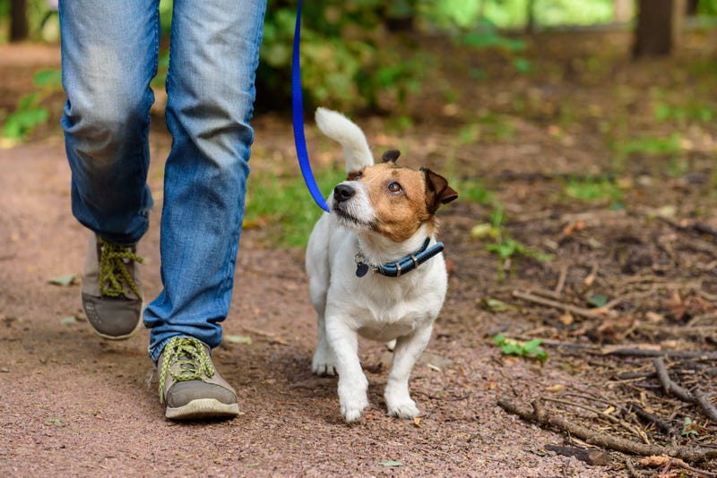 New dog walking advice