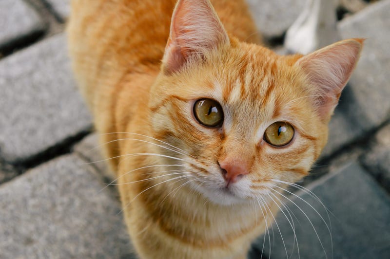 cat-GettyImages-1144717811.jpg