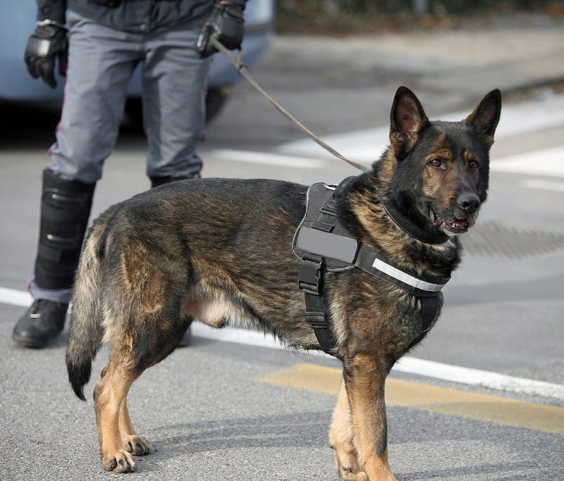 Dog Canine Unit of the police and a policeman in uniform
