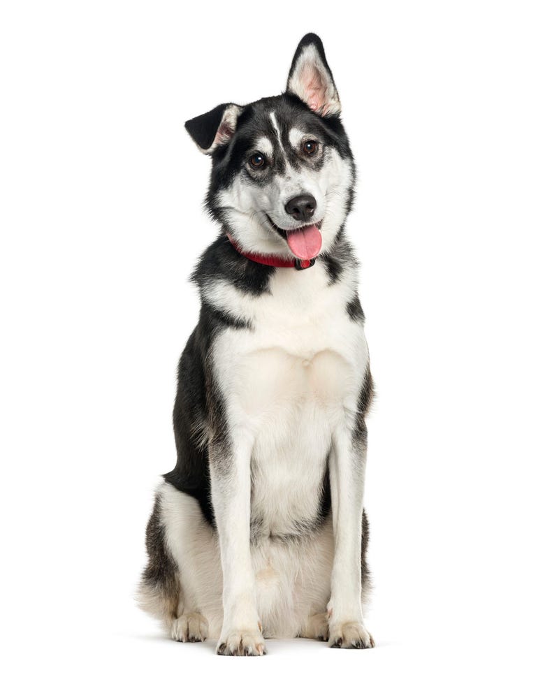 pup