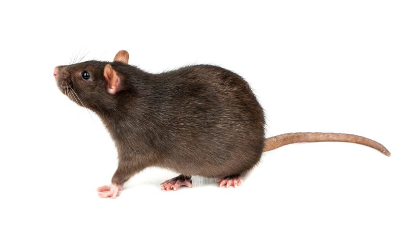 Grey rat