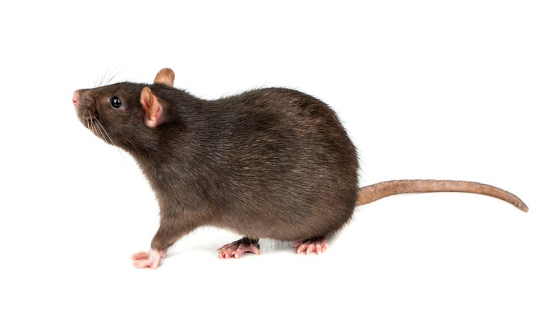 Rat