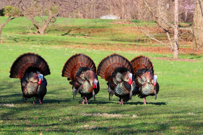 Wild turkeys