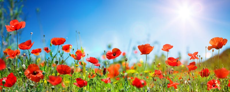James took a "RoadTrip" to a Poppy Field