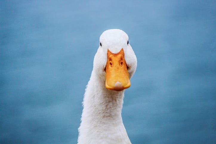 duck