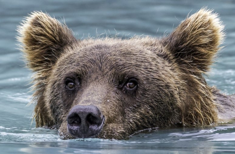 This bear wanted to take a dip in the pool