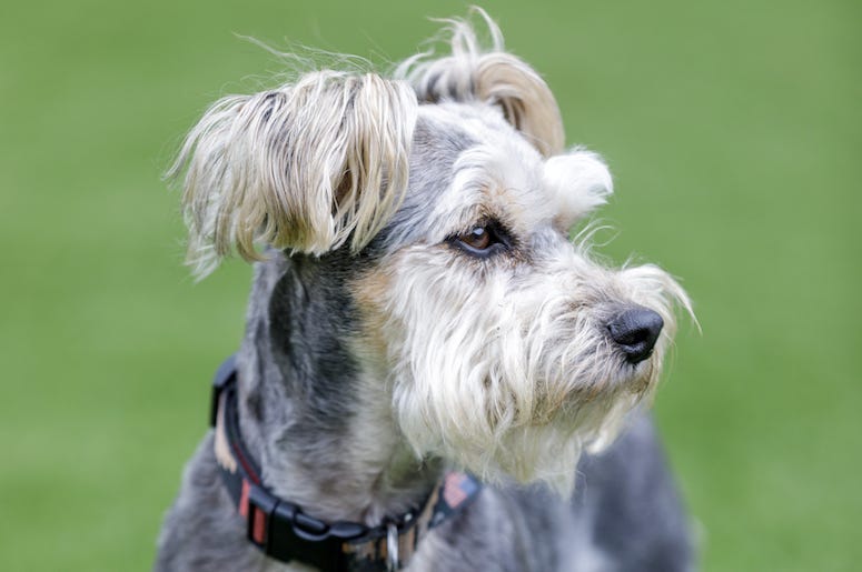Schnauzer Yorkie, Dog, Cute, Gray, Scruffy, Grass,