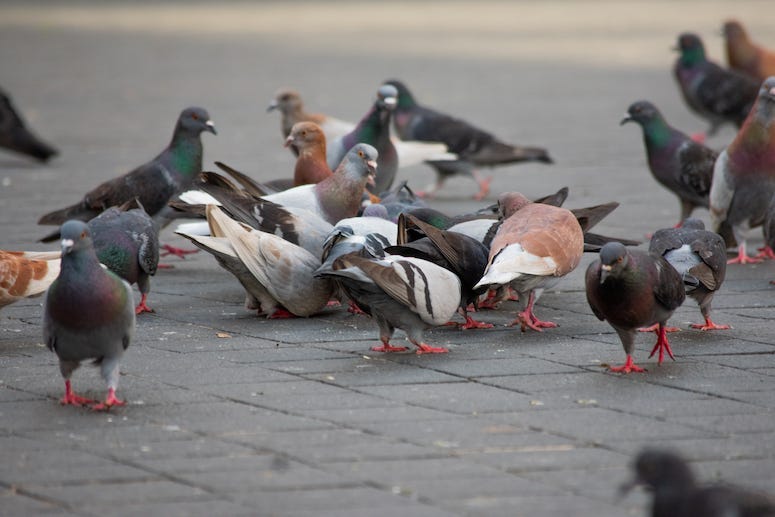 Pigeons, Town Square