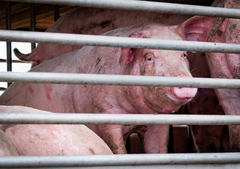 Caged Pig