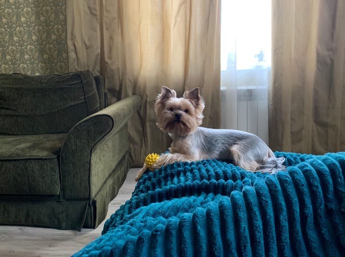 Yorkshire terrier 