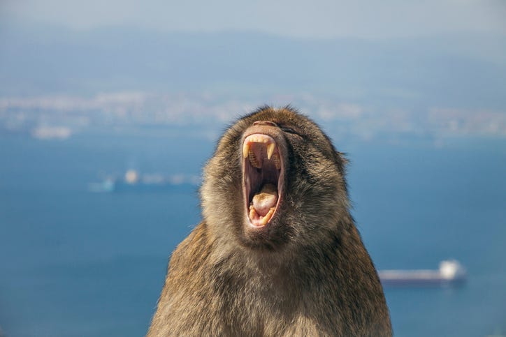 bad monkey