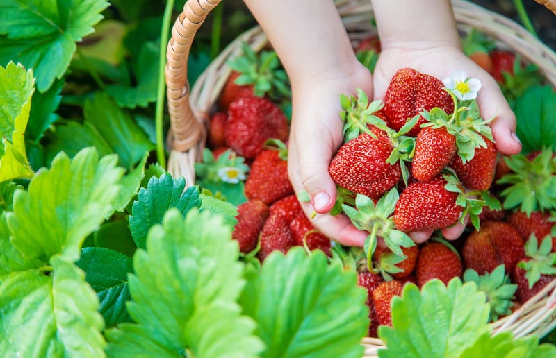 Strawberries - Pick Your Own