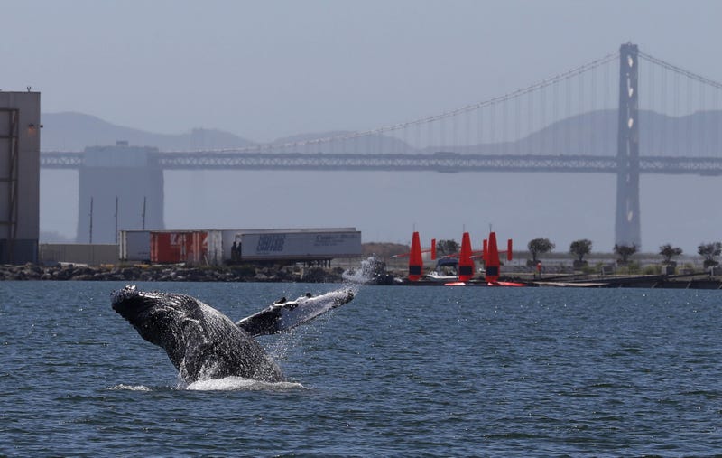 A humpback whale breaches in a lagoon on June 04, 2019 in Alameda, California.