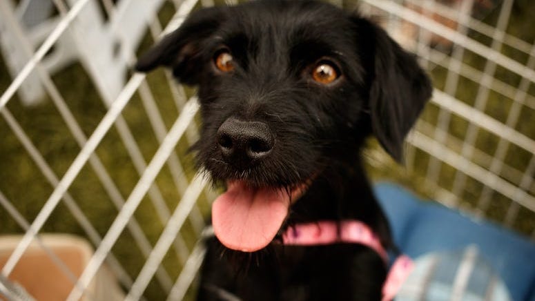 Company Offering Employees $300 for Pet Adoption And 'Pawternity' Leave