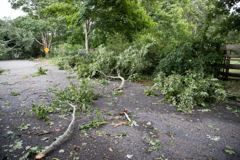 Tree damage