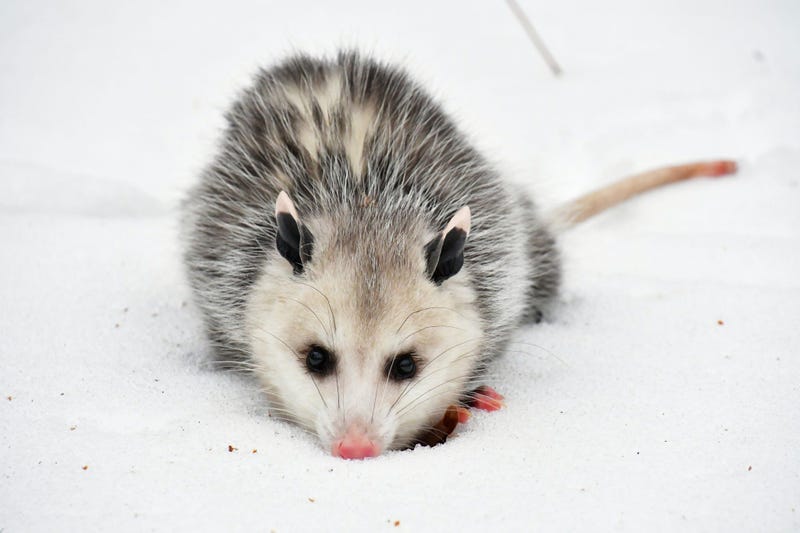 Cute Possum 4