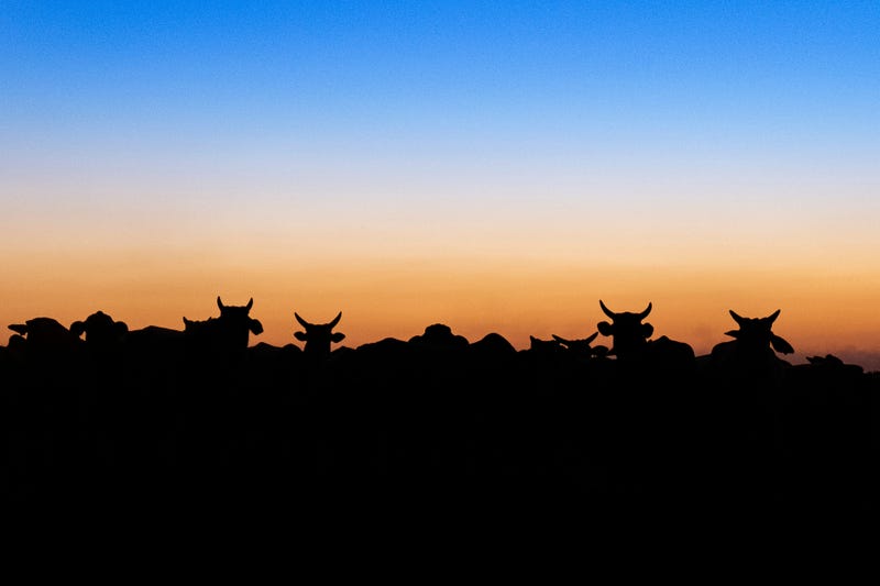 cattle