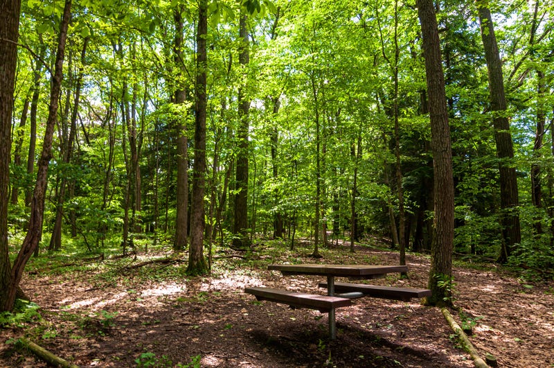 A wooden picnic table in the woods in Warren County, Pennsylvania