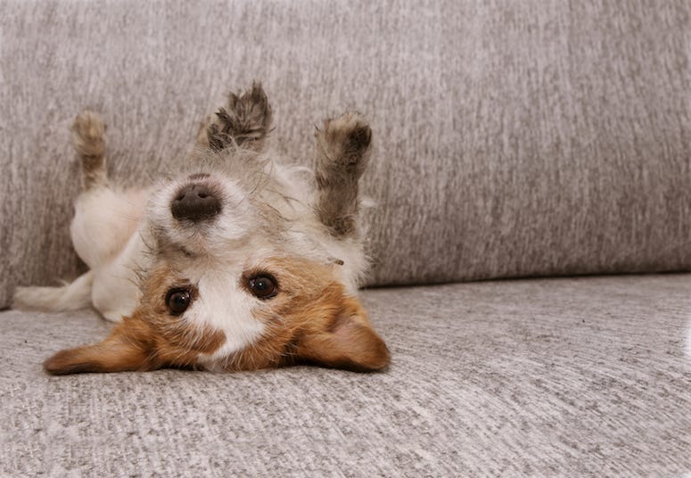 Dog, Cough, Chair, Furniture, Jack Russell Terrier
